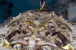 indean ocean crocodilefish (papilloculiceps longiceps) ta... by Stephan Kerkhofs 